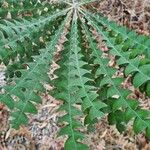 Banksia grandis Yaprak