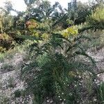 Astragalus alopecuroides Habit