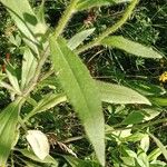 Rudbeckia hirta Blad