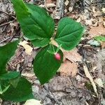 Trillium undulatum برگ