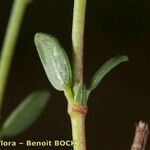 Helianthemum neopiliferum Écorce