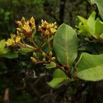 Cloezia floribunda Λουλούδι