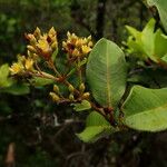 Cloezia floribunda Flower