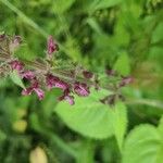 Stachys sylvaticaBlüte