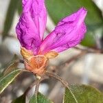 Rhododendron lapponicum Blodyn