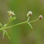 Galium parisiense Лист