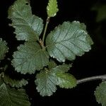 Nothofagus pumilio বাকল