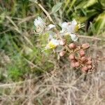 Hiptage benghalensis Flor