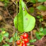 Cocculus carolinus Frukt