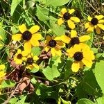 Rudbeckia trilobaКветка