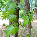 Liquidambar styraciflua Hoja