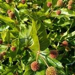 Cephalanthus occidentalis Fruit