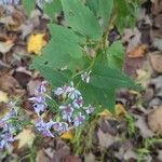 Symphyotrichum cordifoliumFlower