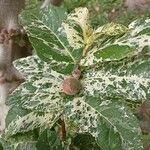 Ficus aspera Leaf