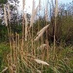 Cortaderia selloanaഇല