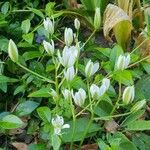 Allium pendulinum Цветок