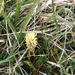 Carex caryophyllea Elinympäristö