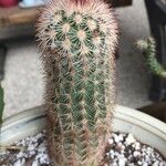 Echinocereus dasyacanthus Yaprak