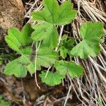 Pelargonium multibracteatum Leaf