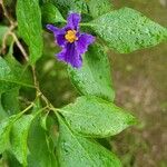 Lycianthes rantonnetii Blomma