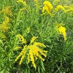 Solidago canadensisFlower