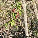 Smilax aspera Mbuma