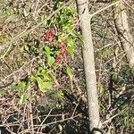 Smilax aspera Fruit