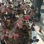 Loropetalum chinense List