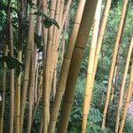 Phyllostachys aureosulcata Koor