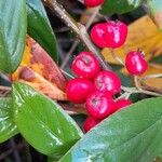 Cotoneaster salicifolius Fruit