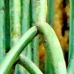 Rhipsalis floccosa Leaf