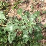 Amaranthus blitoides Folla