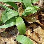 Allium tricoccum Feuille