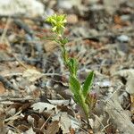 Biscutella cichoriifolia অভ্যাস