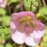 Anisodontea scabrosa Квітка
