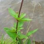 Scrophularia auriculata Leaf