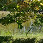 Fagus japonica Folha