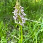 Dactylorhiza incarnataFlor