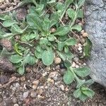Campanula mollis Leaf
