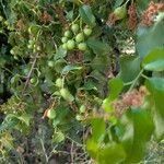 Prunus ilicifolia ഇല