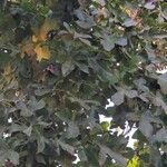 Acer macrophyllum List
