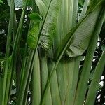 Ravenala madagascariensis 葉