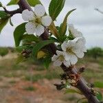 Prunus cerasus Blomma