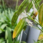 Agapanthus africanus Frukt