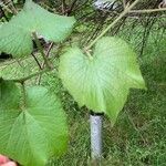 Vitis mustangensis 葉