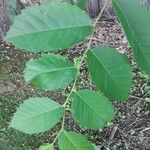 Ulmus americana Leaf