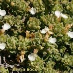 Teucrium buxifolium Habit