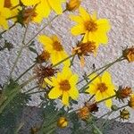 Bidens ferulifolia Кветка