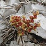 Sedum litoreum Hábitos