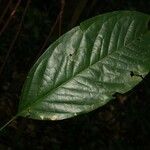Poecilanthe hostmannii Hoja